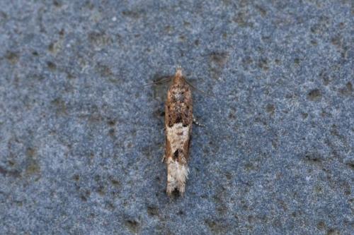 Réf. 226 904 : Crocidosema plebejana